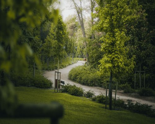 A green wooded path in an urban park like Chapultepec, where a person can enjoy calm weekend walks